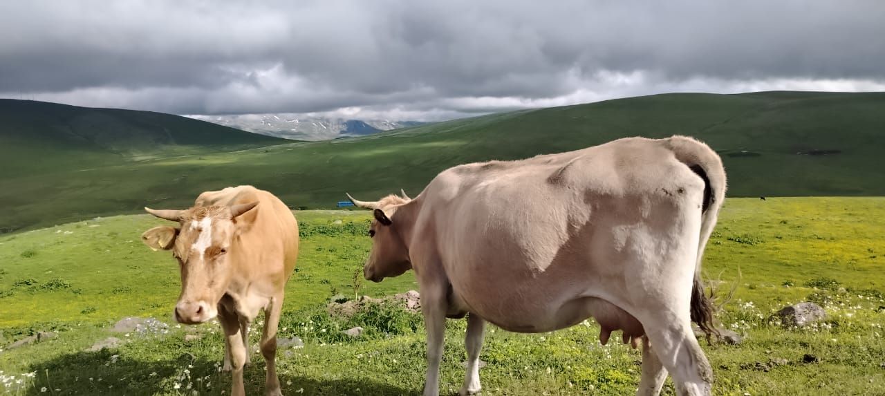 פרות רועות בנוף כפרי גאורגי